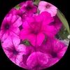 msilbe1